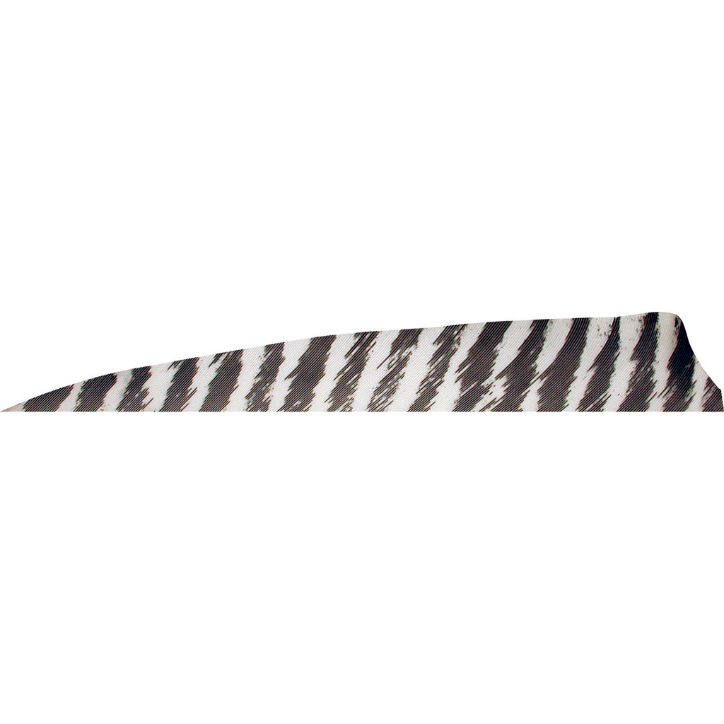 Gateway Shield Cut Feathers Barred White 4 in. LW 50 pk.